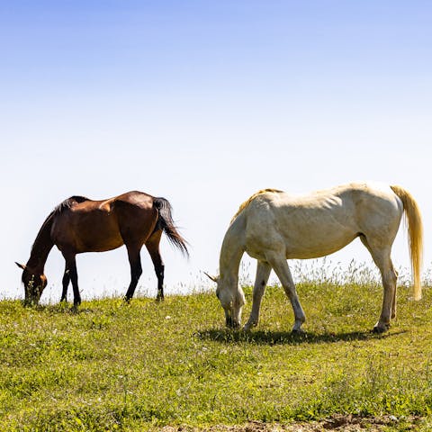 Go horse riding with views of Tuscany's iconic landscape
