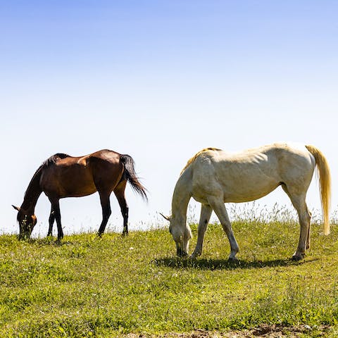 Go horse riding with views of Tuscany's iconic landscape