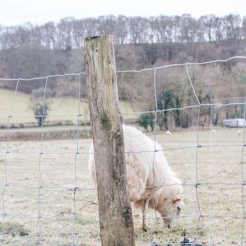 Watch the neighbouring sheep and lambs out through the cottage windows