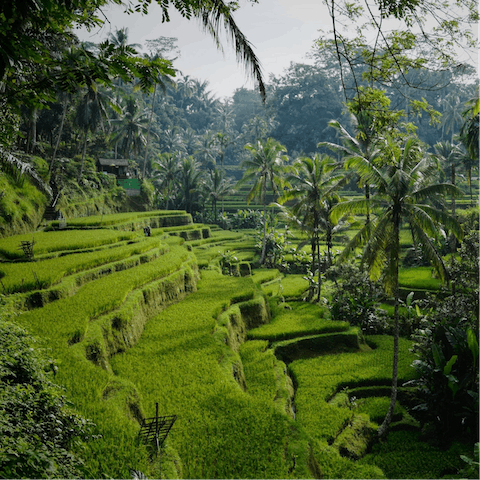 Explore your surroundings on a guided walk