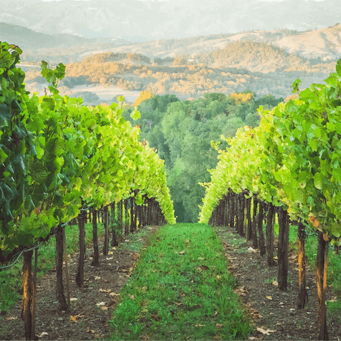 Enjoy your stay in Healdsburg, in the heart of Wine Country