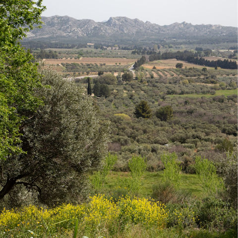 Discover the Alpilles from your Provençal base