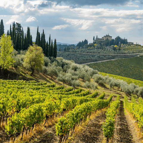 Take a wine tour of Chianti, arranged by your host