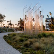 Native growth at Tongva Park