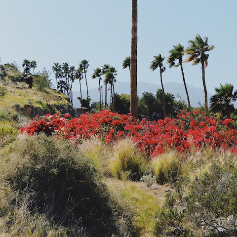 Dine out at Palm Springs, only a forty–five minute drive away