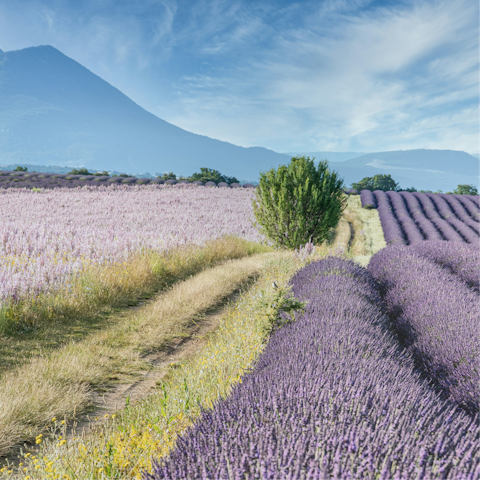 Experience the magic of France from Saint-Rémy-de-Provence