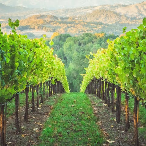 Sample local wine at one of the area's many vineyards