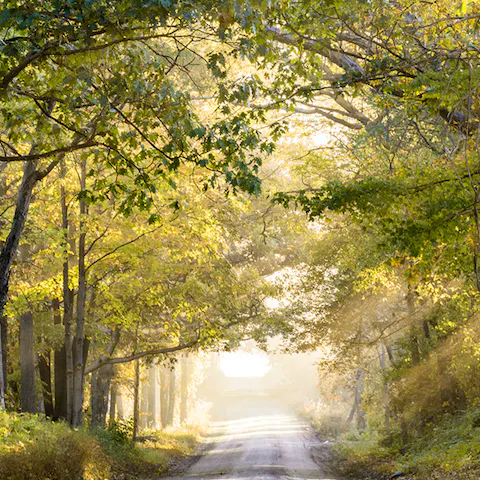 Explore the North Downs area of outstanding natural beauty