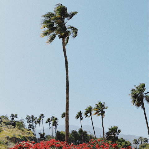 Stay in the affluent neighbourhood of Vista Las Palmas – less than a mile from the world famous Palm Canyon Drive