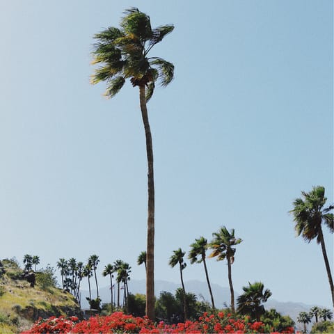 Stay in the affluent neighbourhood of Vista Las Palmas – less than a mile from the world famous Palm Canyon Drive