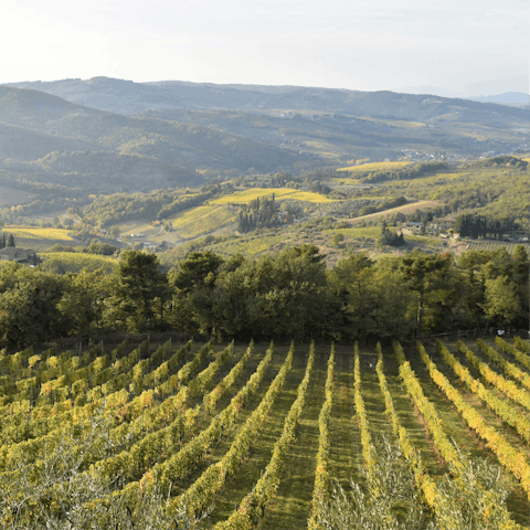 Explore the stunning vineyards of Chianti