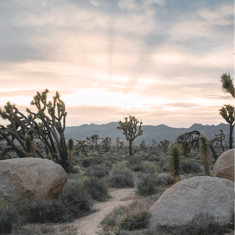 Discover the spectacular beauty of Joshua Tree National Park – only ten–minutes away