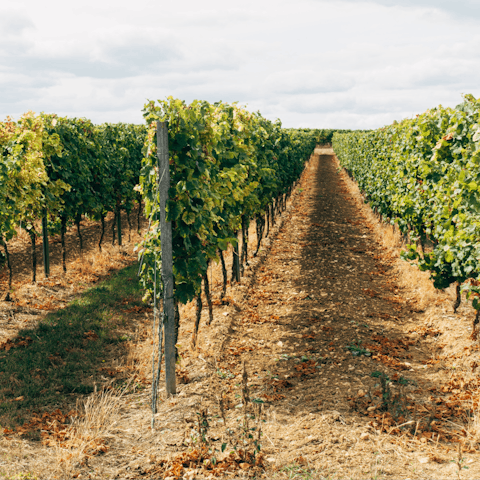 Try winetasting at Wellhayes Vineyard – just a half-hour drive away