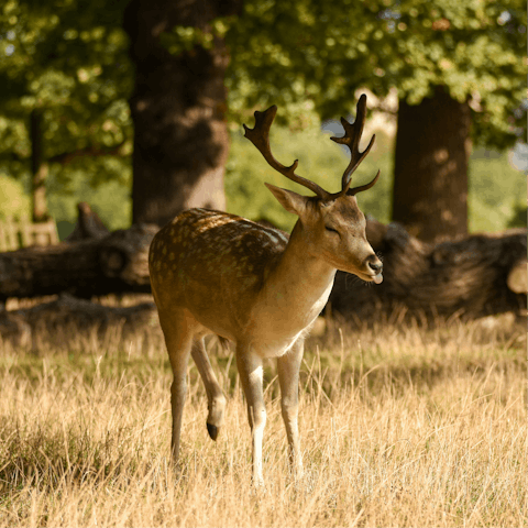 Spend an afternoon exploring nearby Richmond Park