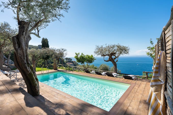  Mediterranean Pine