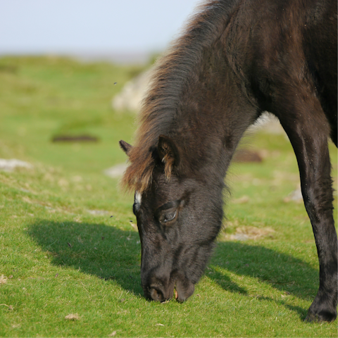Meet the ancient ponies of Dartmoor National Park