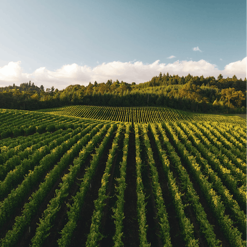 Experience the beauty of Alexander Valley and its abundant vinyards and wineries