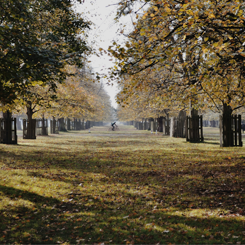 Connect with nature at Bushy Park, right on your doorstep