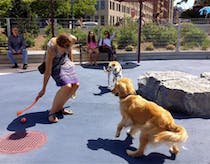 Let your furry friends run free at the Leory Street Dog Run 