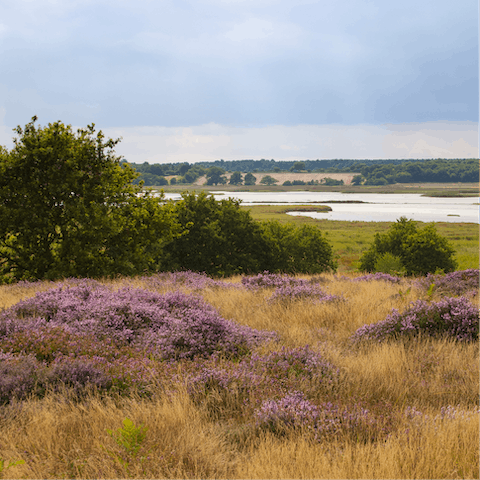 Explore the wild beauty of the Suffolk Heaths, which can be reached in five minutes in the car