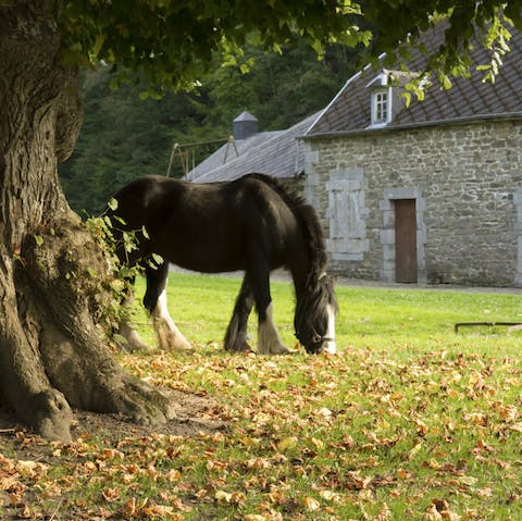 Ride your horse through the picturesque scenery