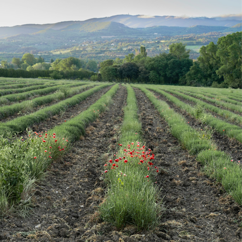 Discover the picturesque Luberon region