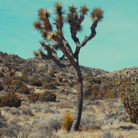 Take a scenic fifty-minute drive to Joshua Tree