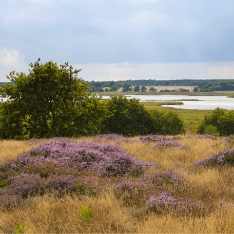 A few minutes’ drive into the Suffolk Heaths