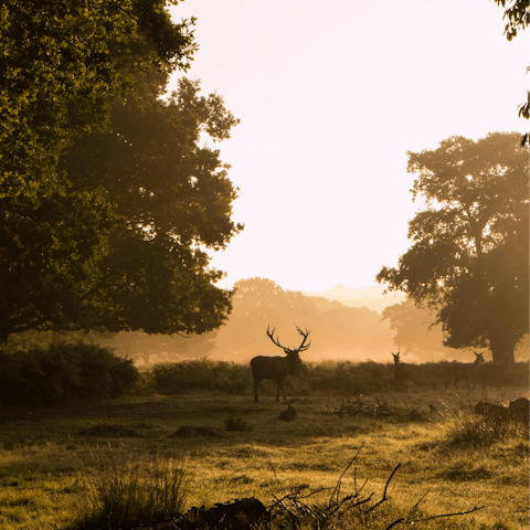 See the wild deer in Richmond Park, a short drive away