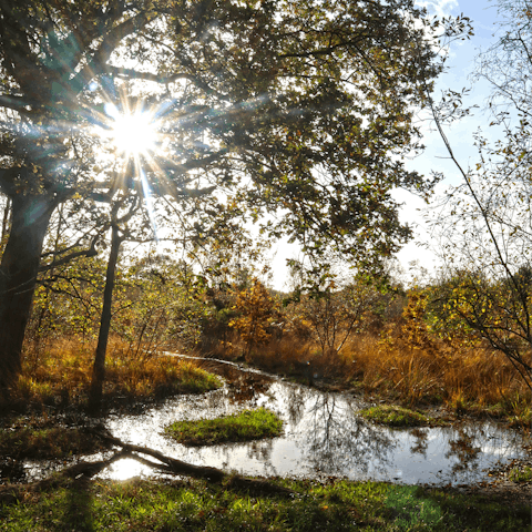 Enjoy a long walk through Putney Heath