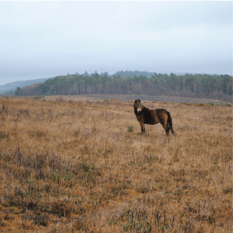 Pull on your hiking boots for a day exploring Exmoor National Park