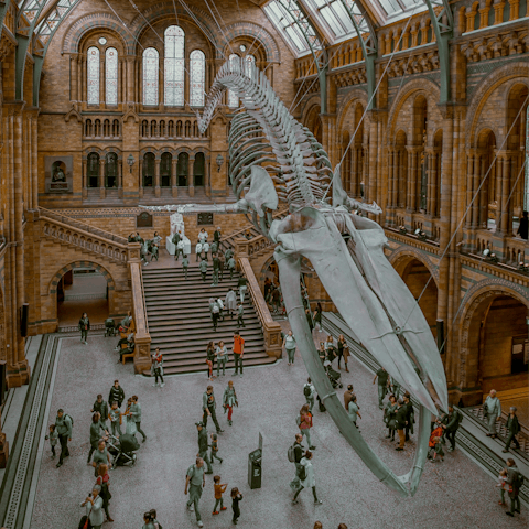 Learn something new at London's Natural History Museum