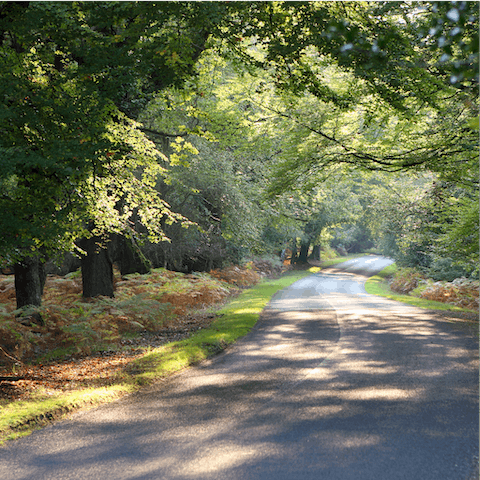 Discover the woodland pastures of the New Forest – just a twenty-five drive away