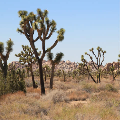 Explore the awe-inspiring scenery of Joshua Tree National Park