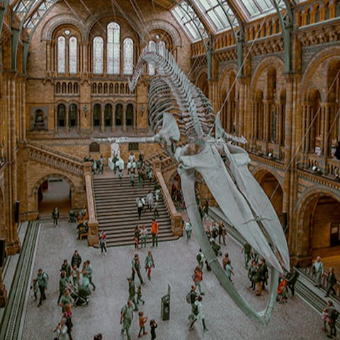 Pay a visit to the Natural History Museum, a short walk away