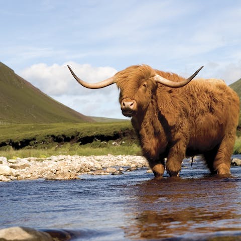Immerse yourself in nature and discover local wildlife