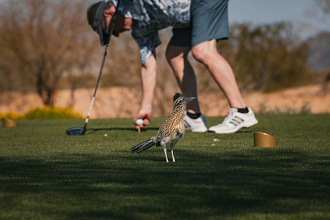 Tee off on Scottsdale's world-class desert golf courses under blazing Arizona skies