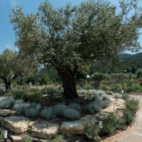 Immerse yourself in the rustic beauty of Halkidiki