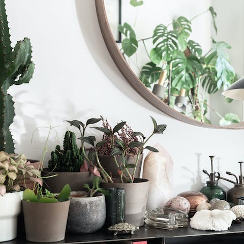Plants and trinkets all around