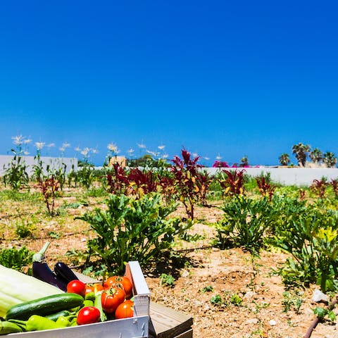 Pick fresh veggies from the vegetable garden for barbecued dinners