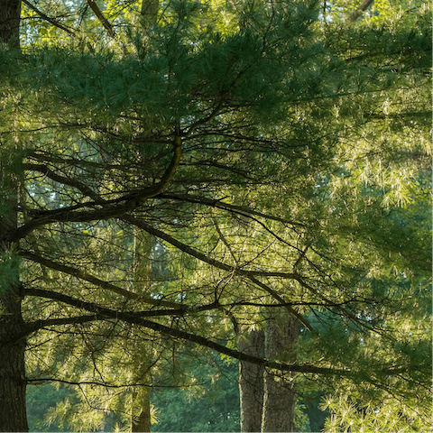 Follow hiking trails through the beautiful countryside of Hyde Park