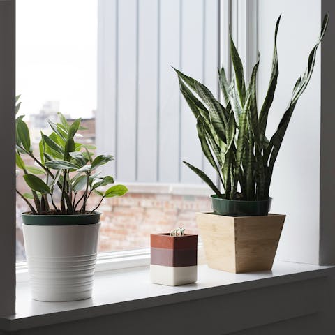 Potted plants throughout