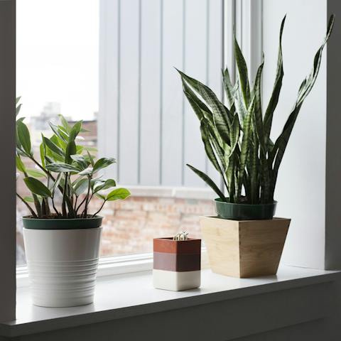 Potted plants throughout