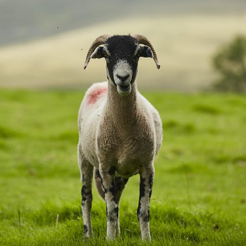 Say hello to your friendly neighbours