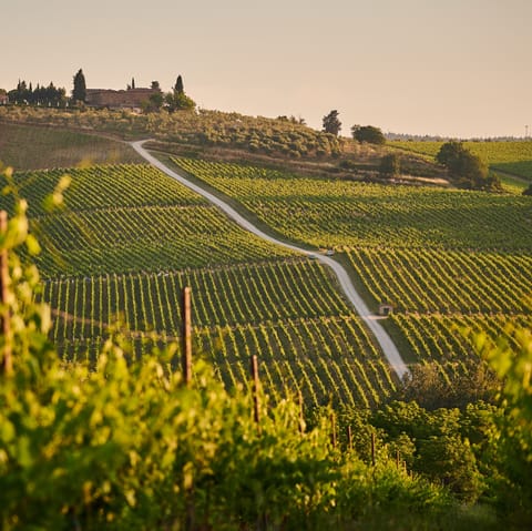Tour the Tuscan countryside and discover the region's finest wines