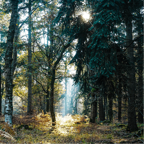 Explore the breathtaking scenery around the cabin