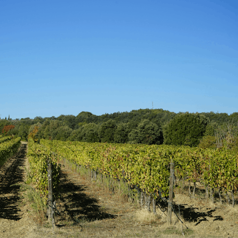Explore the Sicilian countryside and tour local vineyards