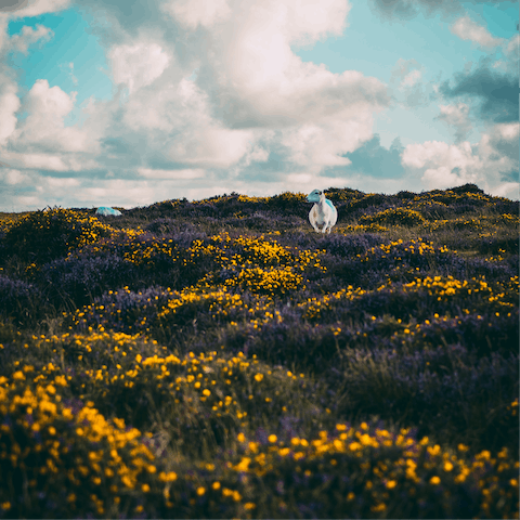 Hike through the Neolithic landscapes of the Preseli Mountains, approximtely 20 miles away