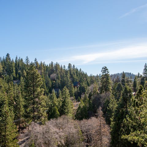Take in the views across the treetops