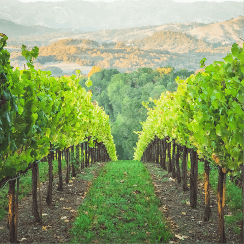 Take a peek at the nearby vineyards from your private backyard